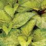 Seminte profesionale Coleus blumei - Urzicuta - imagine 48869